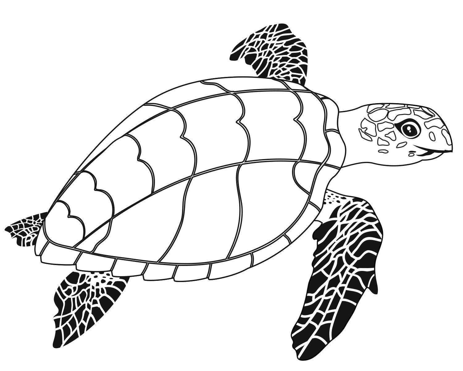 Turtle (b W)