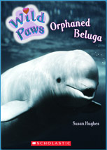 Orphaned Beluga